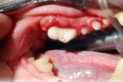 estomatitis en perros causas y tratamiento