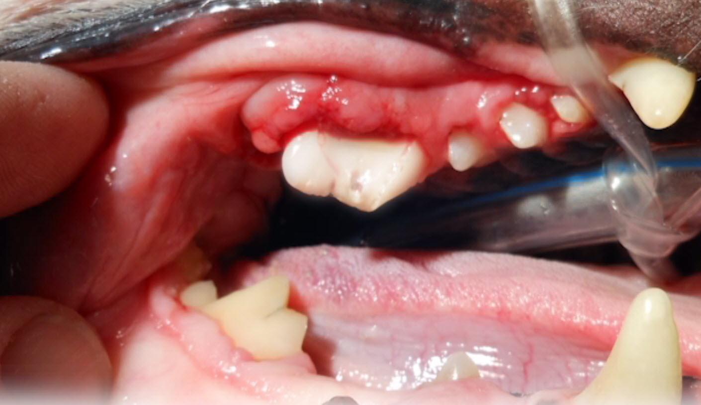 estomatitis en perros causas y tratamiento