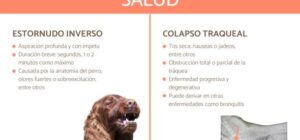 estornudo inverso en perros causas tratamiento y cuidados
