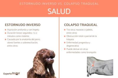estornudo inverso en perros causas tratamiento y cuidados