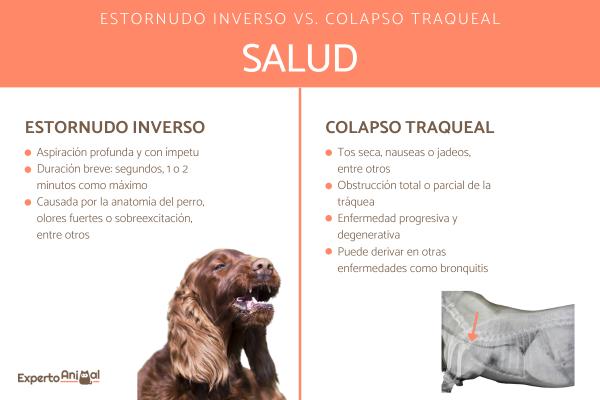 estornudo inverso en perros causas tratamiento y cuidados