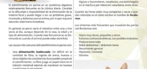 estrenimiento en perros de raza pequena cuando buscar ayuda