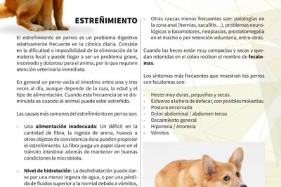 estrenimiento en perros de raza pequena cuando buscar ayuda