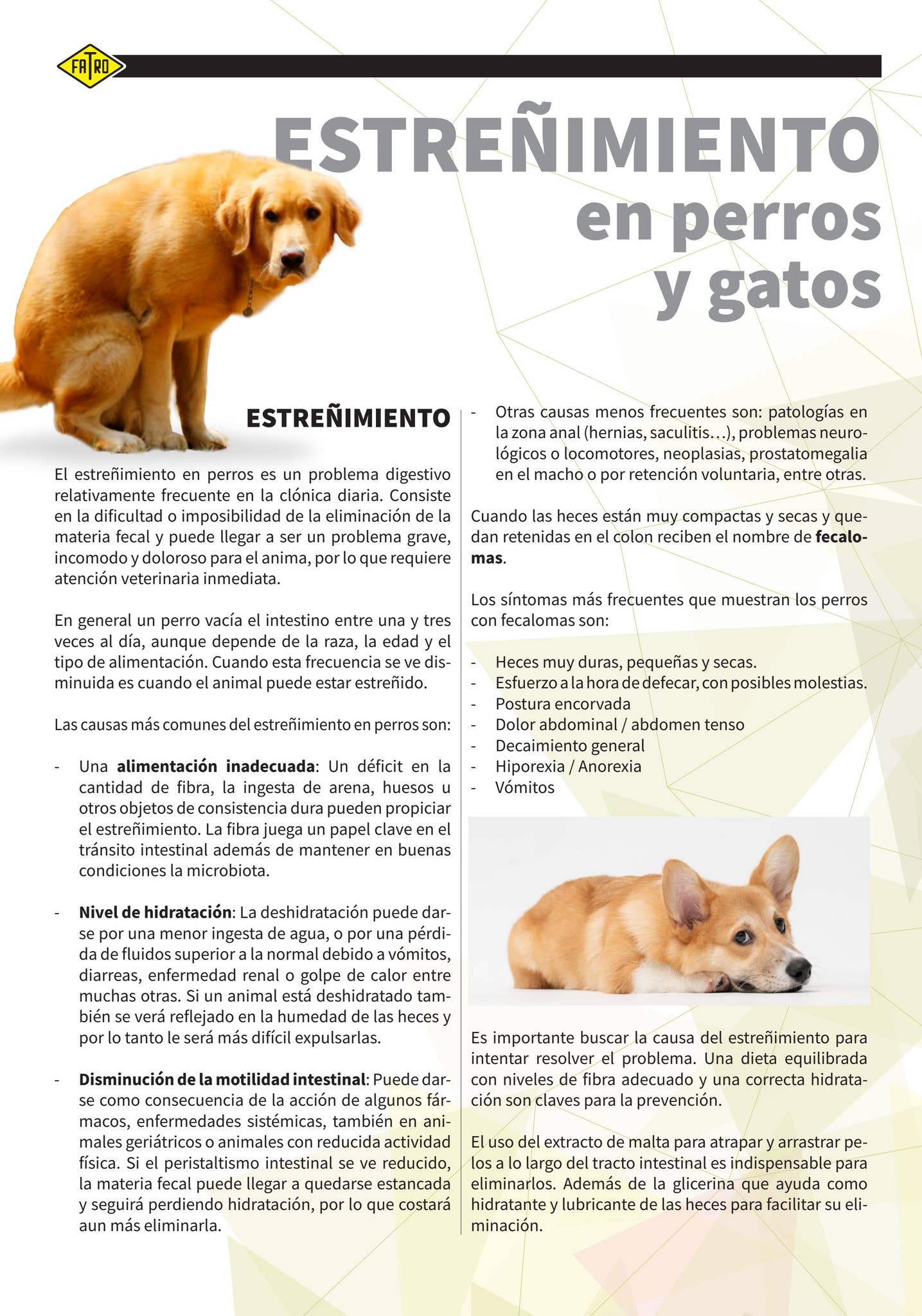 estrenimiento en perros de raza pequena cuando buscar ayuda