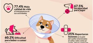 evitar lesiones con el collar isabelino