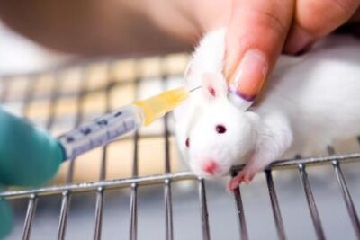 experimentacion animal