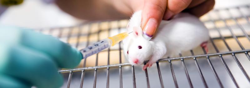 experimentacion animal