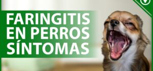 faringitis en perros causes sintomas y tratamiento