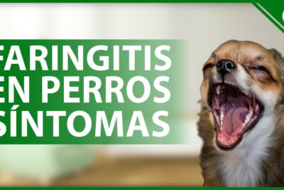 faringitis en perros causes sintomas y tratamiento