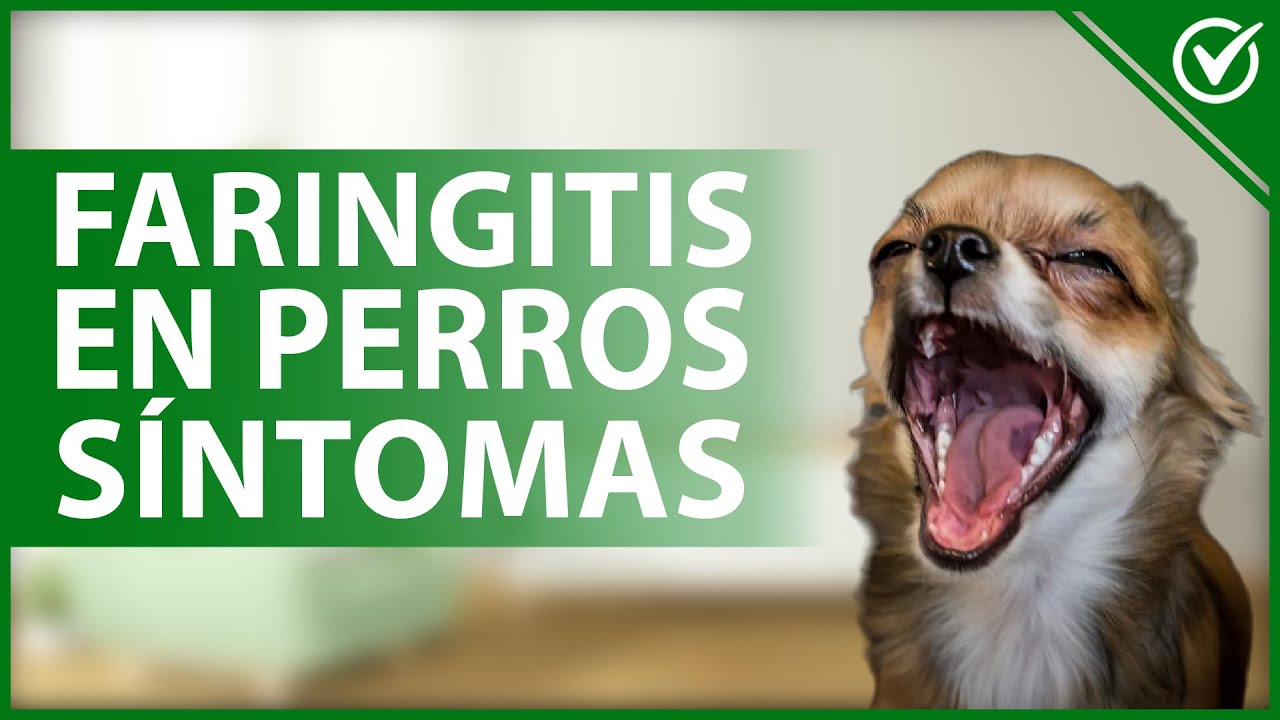 faringitis en perros causes sintomas y tratamiento