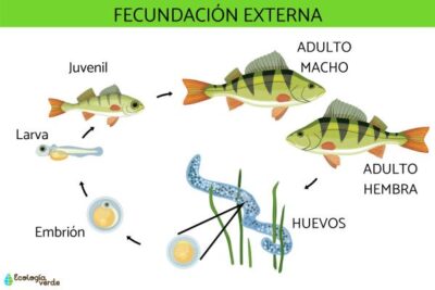 fecundacion externa un proceso vital para los animales