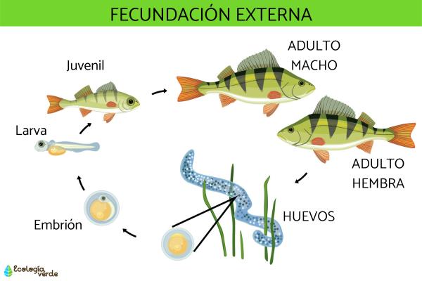 fecundacion externa un proceso vital para los animales