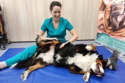 fisioterapia veterinaria
