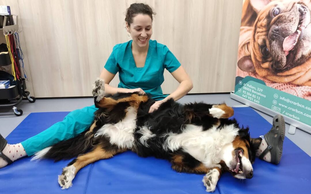 fisioterapia veterinaria