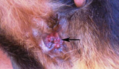 fistulas perianales en perros sintomas y tratamiento