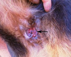 fistulas perianales en perros sintomas y tratamiento