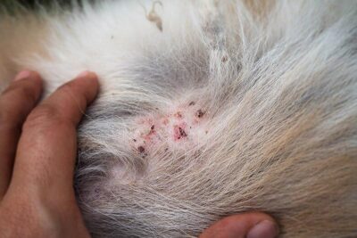 foliculitis en perros causas sintomas y tratamiento