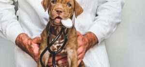 fosfatasa alcalina alta en perros significado y tratamiento