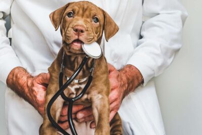 fosfatasa alcalina alta en perros significado y tratamiento