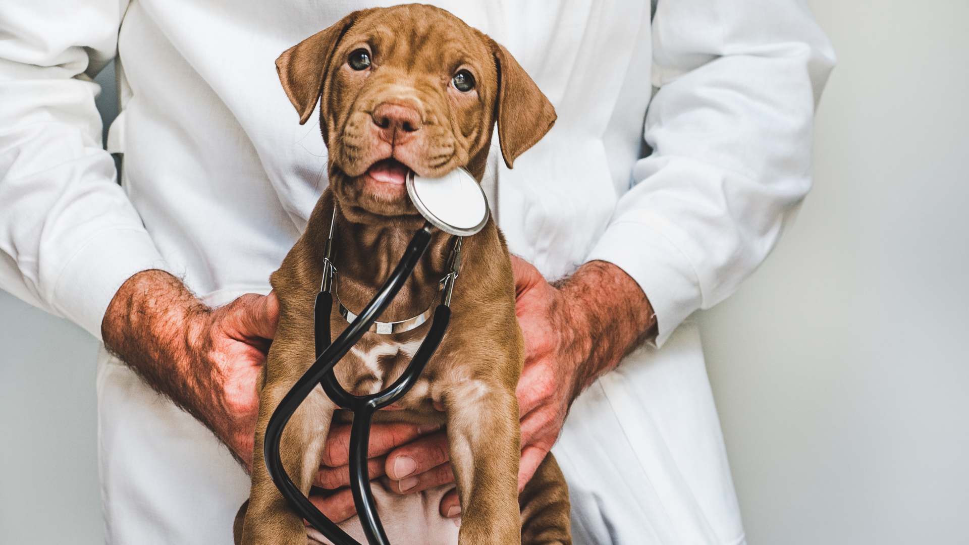 fosfatasa alcalina alta en perros significado y tratamiento