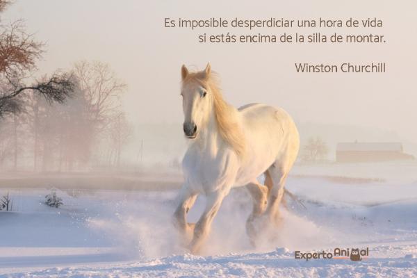 frases de caballos