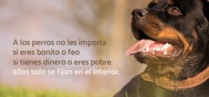 frases de perros