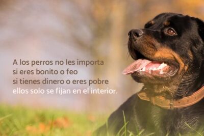 frases de perros