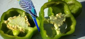 fruta y verdura para periquitos