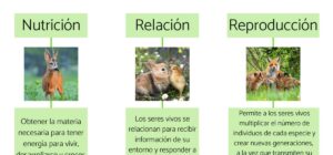 funciones vitales de los animales