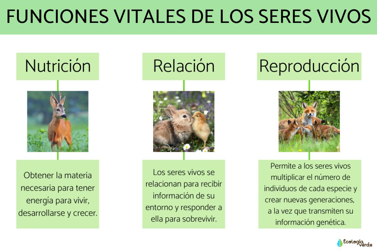 funciones vitales de los animales