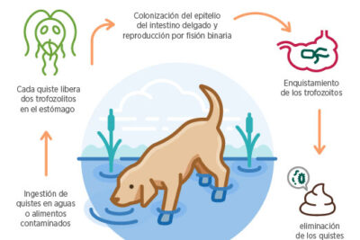giardiasis en perros causes sintomas y tratamiento