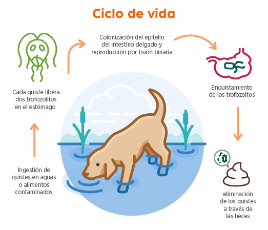 giardiasis en perros causes sintomas y tratamiento