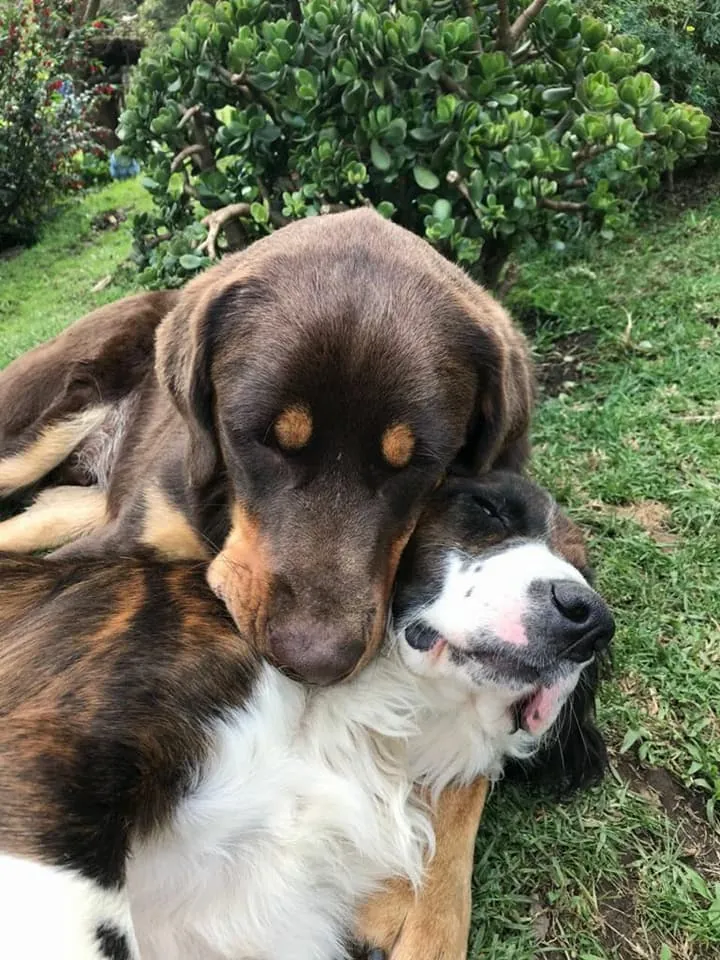 Dos perros abrazados en la guardería