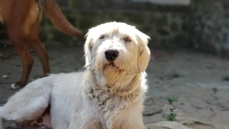 Perro de la guardería del refugio Dejando Huella
