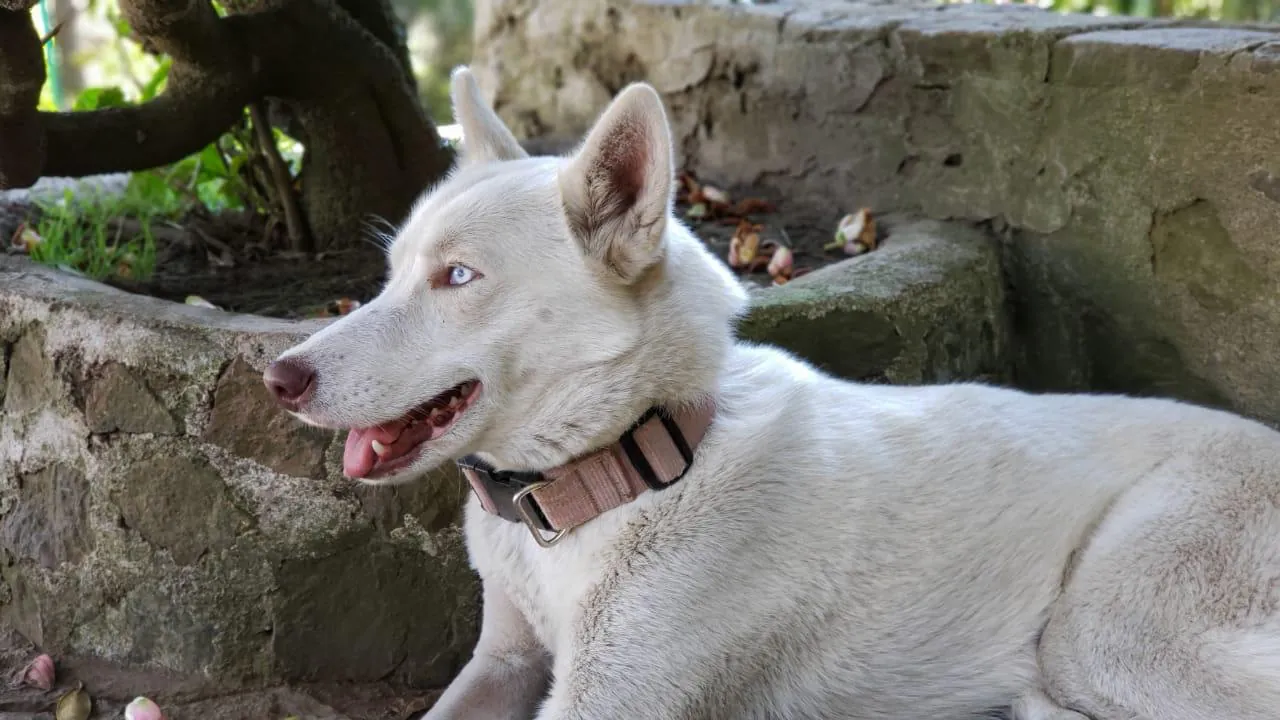 Perros del refugio de la Corporación Dejando Huella en Guarne