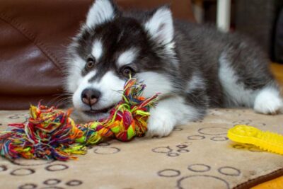 guia de alimentacion y cuidados para el husky siberiano cachorro