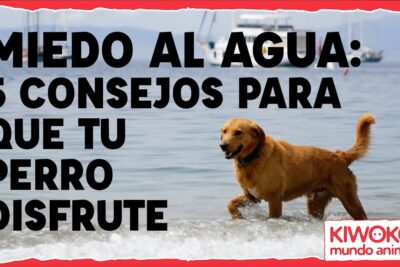 guiding para negociar el miedo al agua en perros