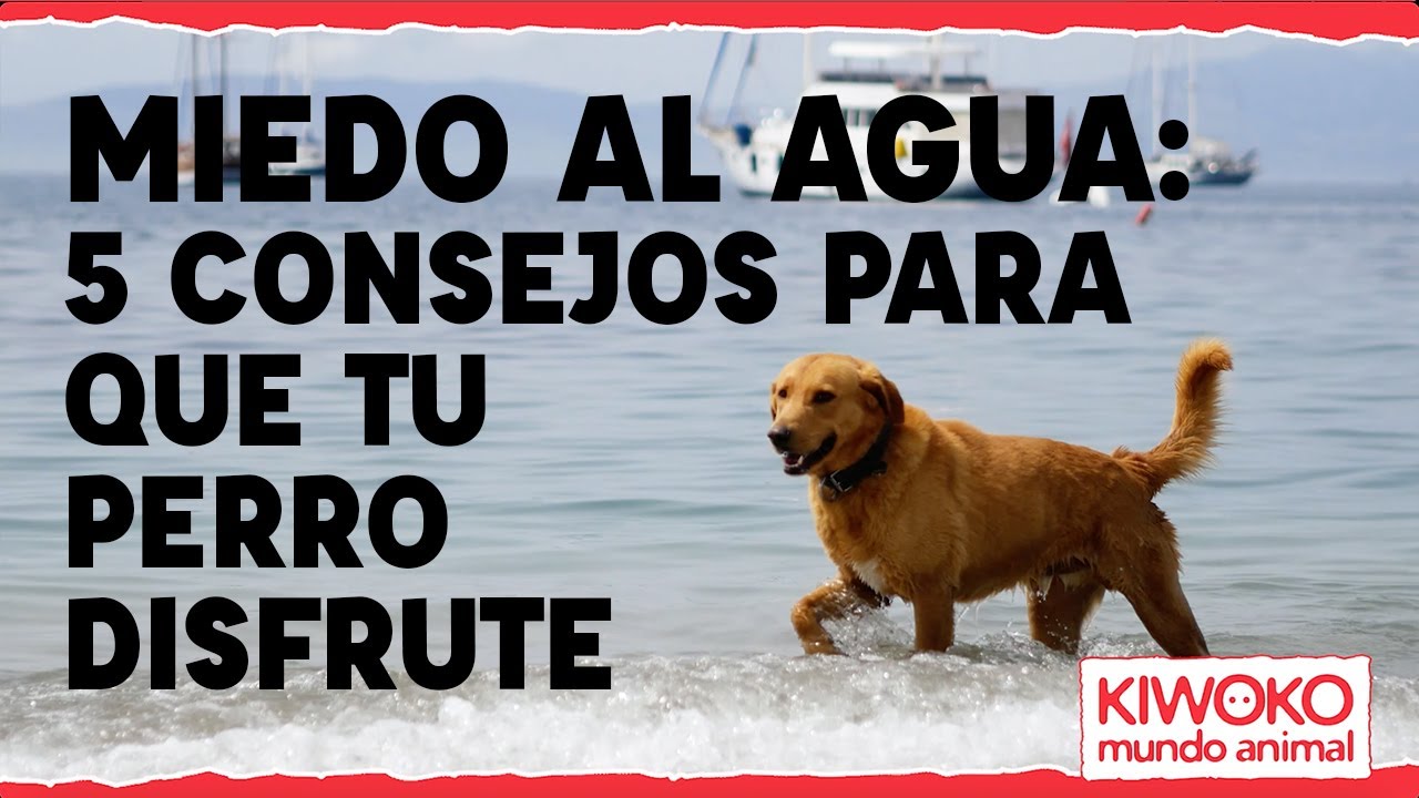 guiding para negociar el miedo al agua en perros