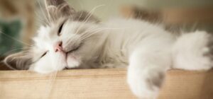 guiding to calm how to help a sleeping kitten or cat