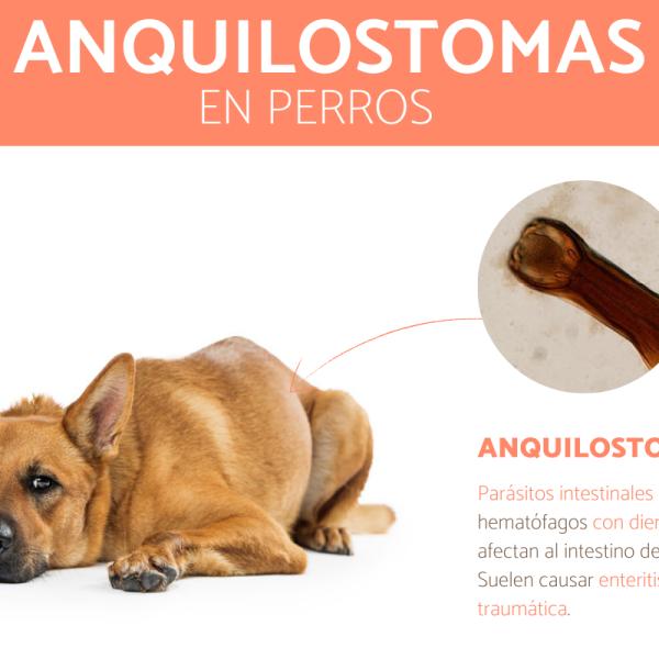 gusano ganchudo en perros ciclo de vida y prevencion