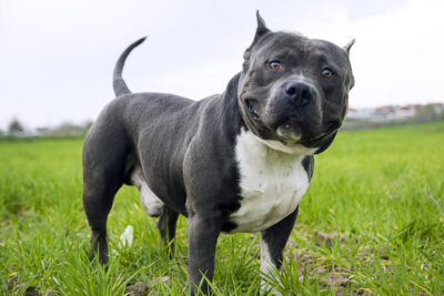 habilidades del american bully