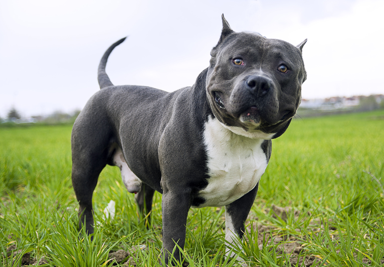 habilidades del american bully