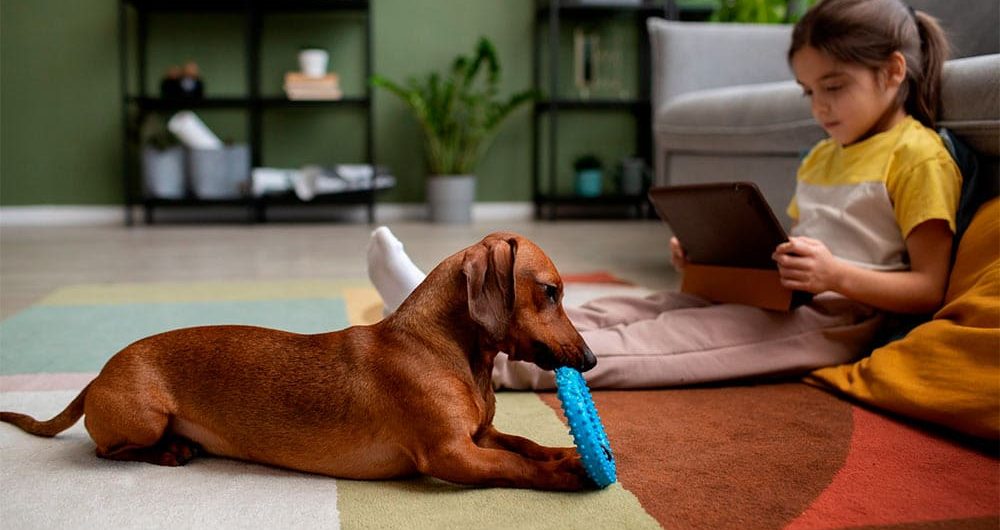 habilitar la relacion entre el perro y el sofa mediante la educacion