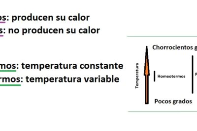 homeotermia vs poiquilotermia