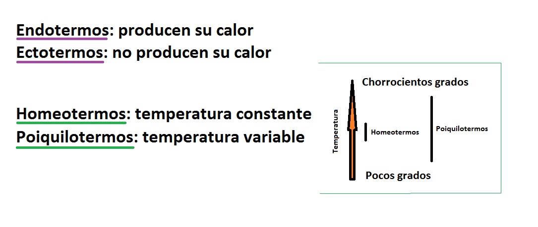 homeotermia vs poiquilotermia