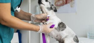 identificacion de signos previos de la epilepsia en perros para prevenir las convulsiones