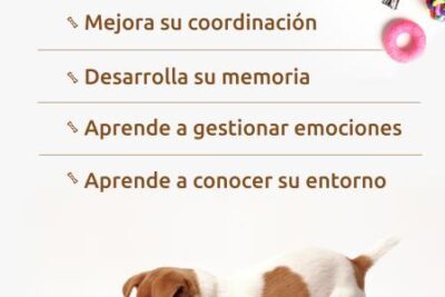 jugar con tu perro una actividad para toda la vida