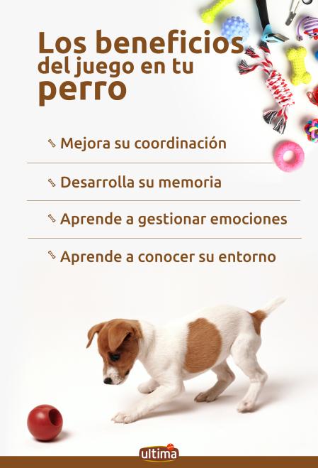 jugar con tu perro una actividad para toda la vida