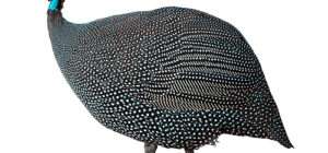 la gallina de guinea