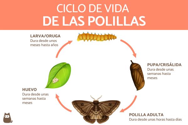 la longevidad de la polilla